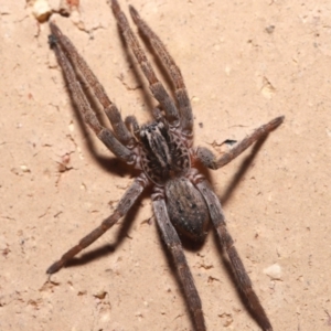 Mituliodon tarantulinus at Evatt, ACT - 8 Jul 2021 02:28 PM