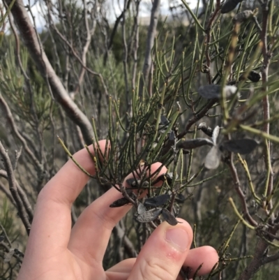 Hakea microcarpa (Small-fruit Hakea) at Bonython, ACT - 30 Jun 2021 by Tapirlord