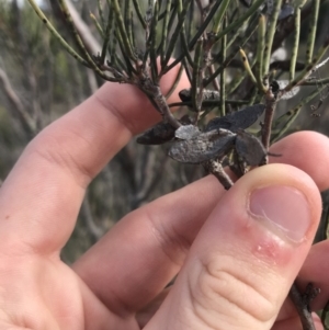 Hakea microcarpa at Bonython, ACT - 30 Jun 2021