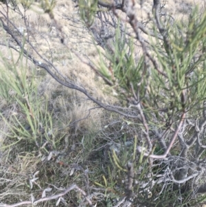 Hakea microcarpa at Bonython, ACT - 30 Jun 2021