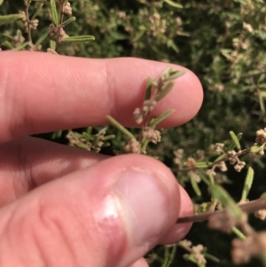 Pomaderris angustifolia at Bonython, ACT - 30 Jun 2021