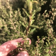 Pomaderris angustifolia at Bonython, ACT - 30 Jun 2021