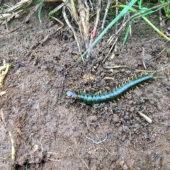 Ethmostigmus rubripes (Giant centipede) at Turallo Nature Reserve - 29 Oct 2020 by erikar