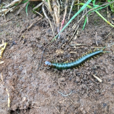 Ethmostigmus rubripes (Giant centipede) at Turallo Nature Reserve - 29 Oct 2020 by erikar