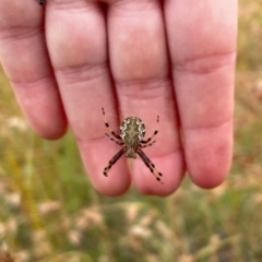 Araneus hamiltoni (Hamilton's Orb Weaver) at Bungendore, NSW - 1 Feb 2021 by erikar