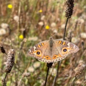 Junonia villida at Bungendore, NSW - 1 Feb 2021