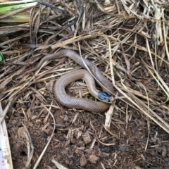 Parasuta flagellum (Little Whip-snake) at Bungendore, NSW - 30 Oct 2020 by erikar