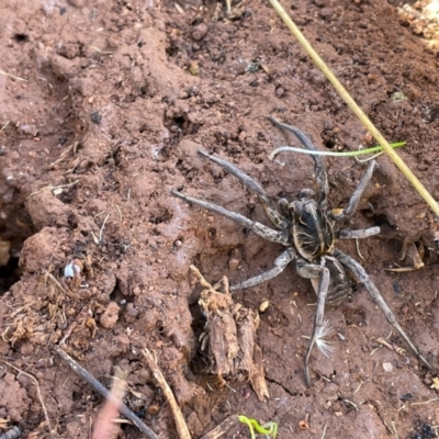 Tasmanicosa sp. (genus) (Tasmanicosa wolf spider) at Bungendore, NSW - 15 Apr 2021 by erikar