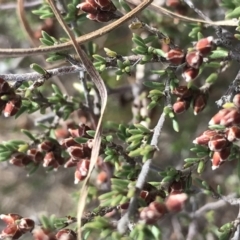 Cryptandra speciosa subsp. speciosa (Silky Cryptandra) at Bonython, ACT - 30 Jun 2021 by Tapirlord