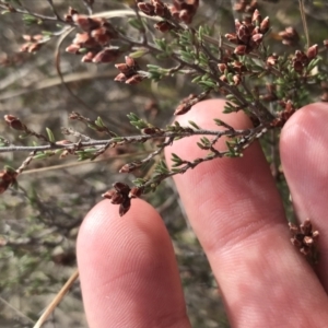 Cryptandra speciosa subsp. speciosa at Bonython, ACT - 30 Jun 2021