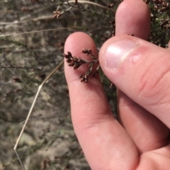 Cryptandra speciosa subsp. speciosa at Bonython, ACT - 30 Jun 2021