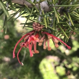 Grevillea juniperina subsp. fortis at Bonython, ACT - 30 Jun 2021