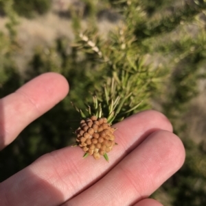 Grevillea juniperina subsp. fortis at Bonython, ACT - 30 Jun 2021