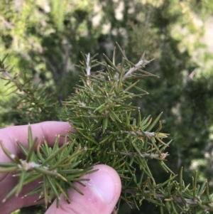 Grevillea juniperina subsp. fortis at Bonython, ACT - 30 Jun 2021