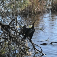 Anhinga novaehollandiae at Gungahlin, ACT - 12 Jul 2021