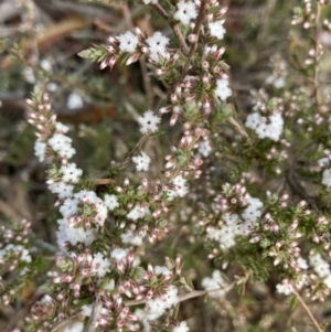 Leucopogon attenuatus at O'Connor, ACT - 12 Jul 2021