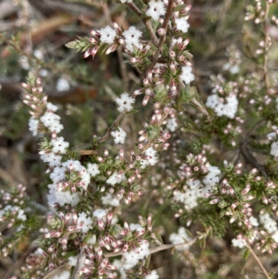 Leucopogon attenuatus (Small-leaved Beard Heath) at O'Connor, ACT - 12 Jul 2021 by Jenny54