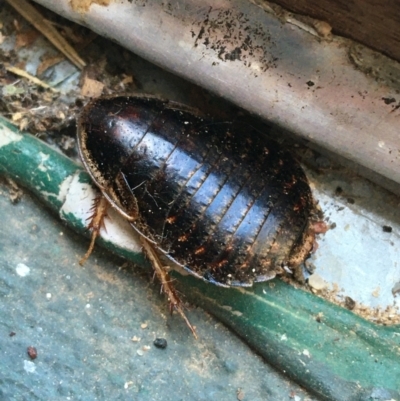 Calolampra sp. (genus) (Bark cockroach) at O'Connor, ACT - 10 Jul 2021 by Ned_Johnston