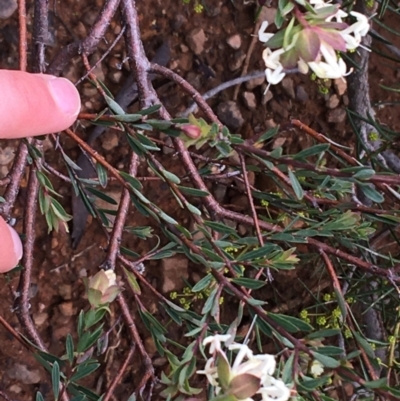 Pimelea linifolia subsp. linifolia (Queen of the Bush, Slender Rice-flower) at O'Connor, ACT - 10 Jul 2021 by NedJohnston