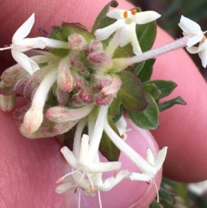 Pimelea linifolia subsp. linifolia at O'Connor, ACT - 10 Jul 2021