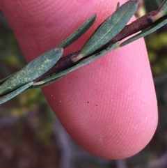 Pimelea linifolia subsp. linifolia at O'Connor, ACT - 10 Jul 2021