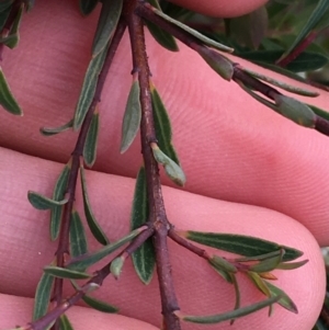 Pimelea linifolia subsp. linifolia at O'Connor, ACT - 10 Jul 2021