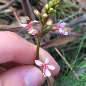 Stylidium graminifolium at O'Connor, ACT - 10 Jul 2021