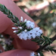 Styphelia attenuata at O'Connor, ACT - 10 Jul 2021 11:00 AM