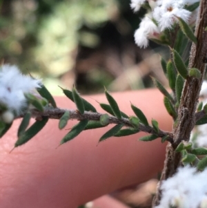 Styphelia attenuata at O'Connor, ACT - 10 Jul 2021 11:00 AM