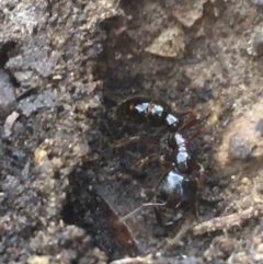 Amblyopone australis (Slow Ant) at Gungaderra Grasslands - 22 Jun 2021 by NedJohnston