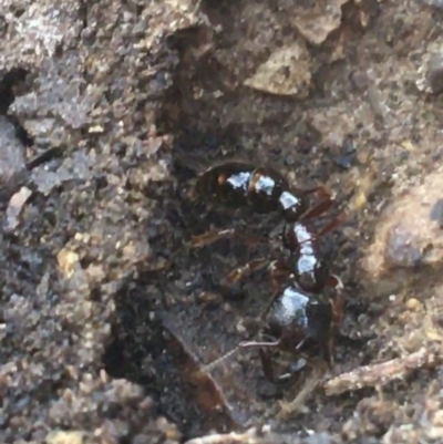 Amblyopone australis (Slow Ant) at Crace, ACT - 22 Jun 2021 by Ned_Johnston