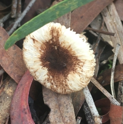 Lepiota s.l. at Crace, ACT - 22 Jun 2021 by NedJohnston