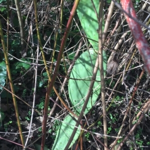 Opuntia stricta at Lyneham, ACT - 21 Jun 2021