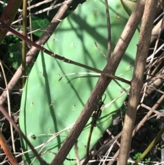 Opuntia stricta at Lyneham, ACT - 21 Jun 2021