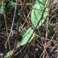 Opuntia stricta at Lyneham, ACT - 21 Jun 2021