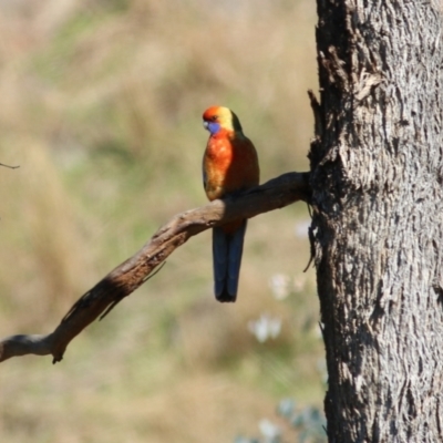 Platycercus elegans (Crimson Rosella) at West Wodonga, VIC - 11 Jul 2021 by Kyliegw