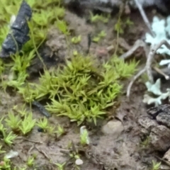 Unidentified Moss, Liverwort or Hornwort at Bungendore, NSW - 10 Jul 2021 by JanetRussell