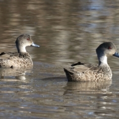 Anas gracilis (Grey Teal) at Mount Ainslie - 12 Jul 2021 by jb2602