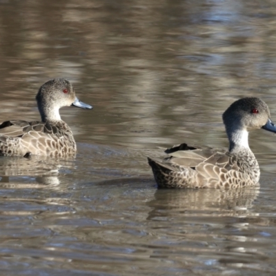 Anas gracilis (Grey Teal) at Majura, ACT - 12 Jul 2021 by jb2602