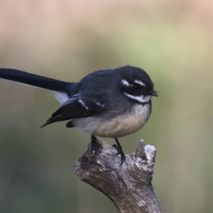 Rhipidura albiscapa at Majura, ACT - 12 Jul 2021