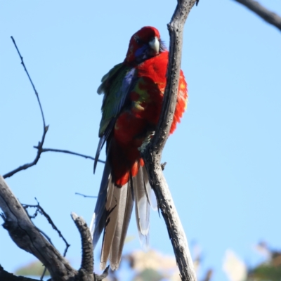 Platycercus elegans (Crimson Rosella) at Majura, ACT - 12 Jul 2021 by jbromilow50