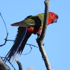 Platycercus elegans at Majura, ACT - 12 Jul 2021