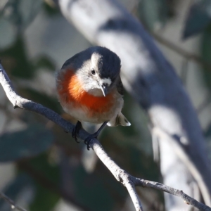 Petroica boodang at Majura, ACT - 12 Jul 2021