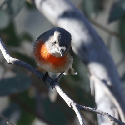 Petroica boodang (Scarlet Robin) at Mount Ainslie - 12 Jul 2021 by jb2602