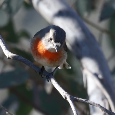 Petroica boodang (Scarlet Robin) at Majura, ACT - 12 Jul 2021 by jbromilow50