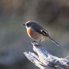 Petroica boodang at Majura, ACT - 12 Jul 2021