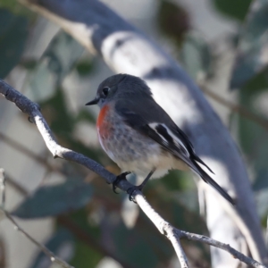 Petroica boodang at Majura, ACT - 12 Jul 2021