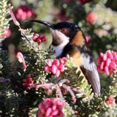 Acanthorhynchus tenuirostris (Eastern Spinebill) at Acton, ACT - 12 Jul 2021 by RodDeb
