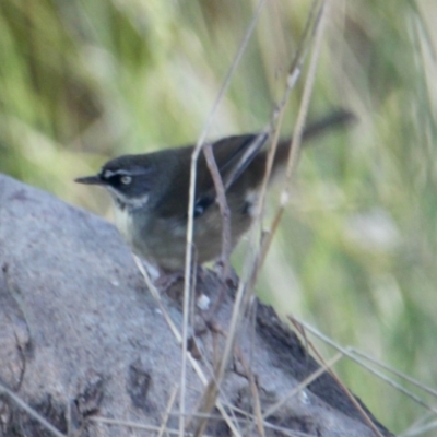 Sericornis frontalis (White-browed Scrubwren) at Springdale Heights, NSW - 11 Jul 2021 by PaulF