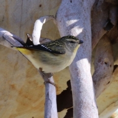 Pardalotus punctatus (Spotted Pardalote) at Acton, ACT - 12 Jul 2021 by RodDeb